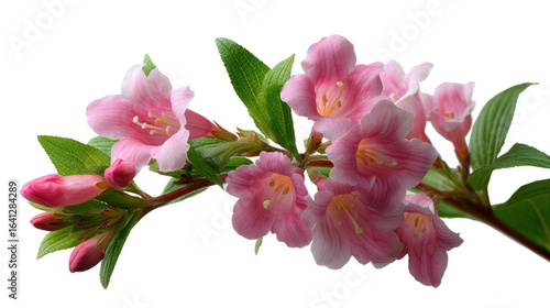 Weigela Flourishing: A cluster of delicate pink weigela blossoms, showcasing a vibrant display of spring's beauty and floral elegance.