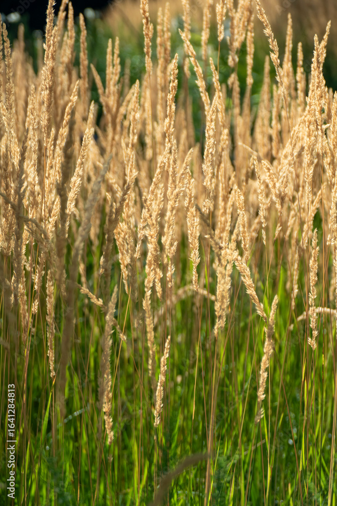 Obraz premium Golden wheat grain field ready harvest ripe cereal crop agriculture farming rural landscape