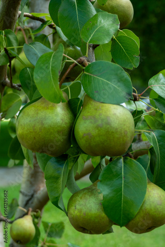 Green pears ripening on pear tree branch with leaves natural organic garden fruit harvest