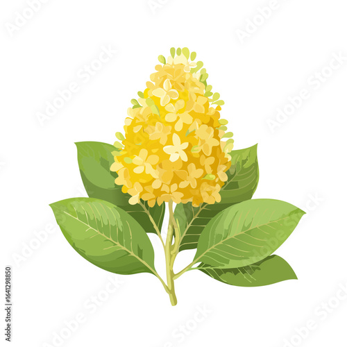 Yellow hydrangea inflorescence with leaves on black. Floral botanical illustration.