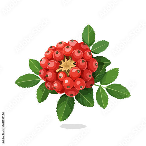 Vibrant Rowan Berries Cluster Red Fruit Autumnal Leaves Vector Illustration