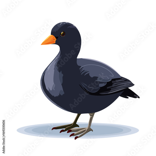 Illustration of a moorhen, black bird with orange beak and red tipped feet in a cartoon style on a black background
