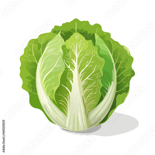 Fresh green napa cabbage vegetable illustration for healthy eating designs