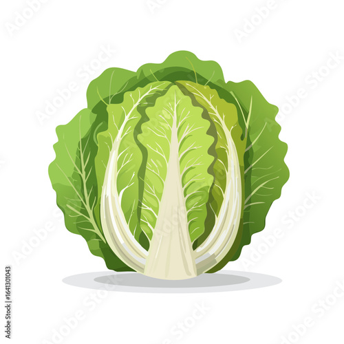 Fresh Napa cabbage with white ribs and green leaves, isolated on black backdrop