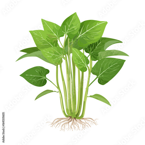 Illustration of water spinach plant showing leaves, roots, and stems on black background