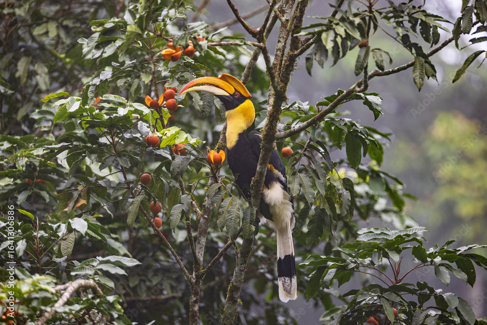 Fototapeta premium Great Hornbill (Buceros bicornis)on the branch of the tree.