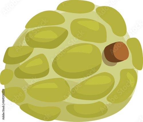 Fresh, ripe custard apple isolated on white background, showcasing its segmented skin and stem