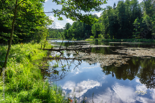 Fototapeta Naklejka Na Ścianę i Meble -  Zbiornik wodny na Świnobródce w Puszczy Knyszyńskiej, Podlasie, Polska