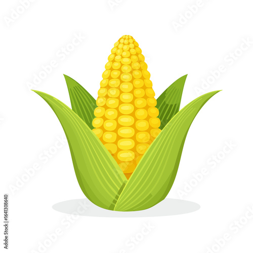 Fresh corn cob with green husk vector illustration for agriculture and food concept