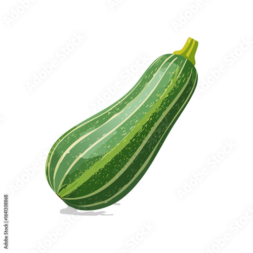 Isolated green zucchini squash vegetable illustration Organic garden produce Vegetarian healthy eating Culinary ingredient