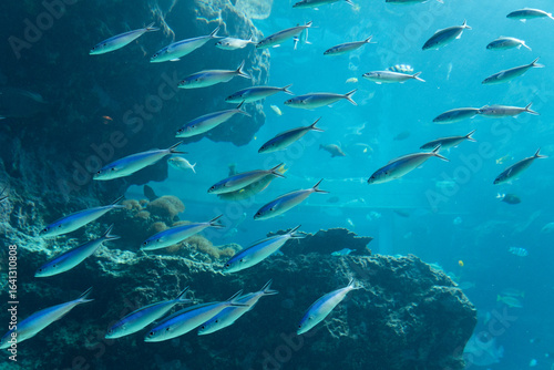 沖縄美ら海水族館　熱帯魚の海　クマササハナムロの群れ
