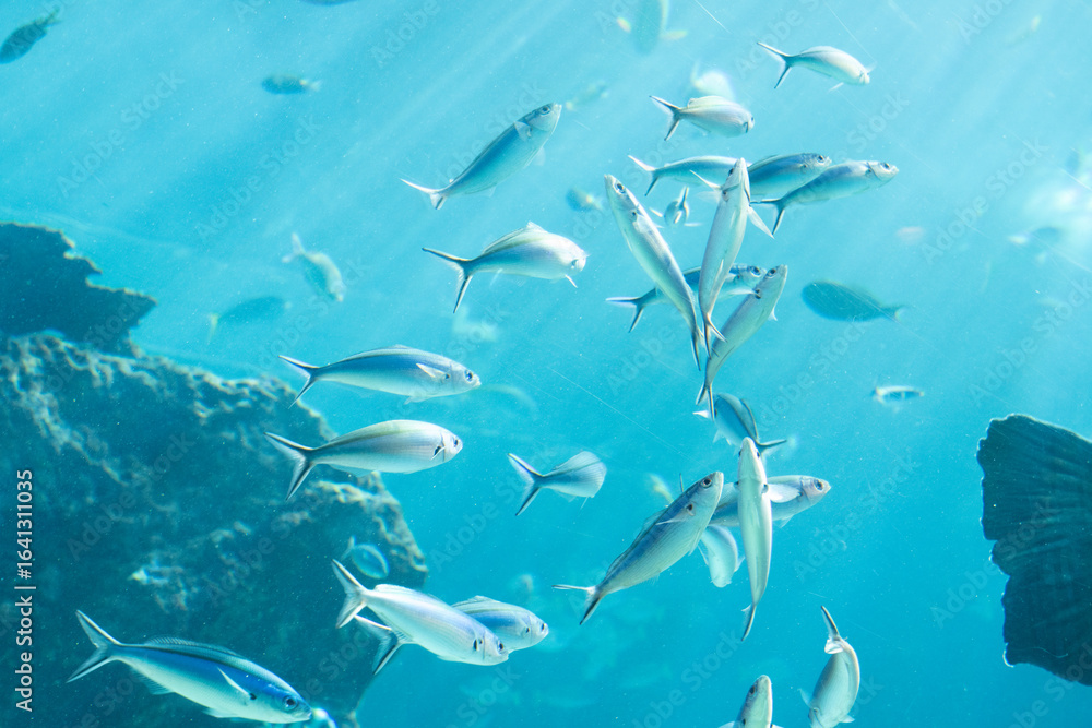 Fototapeta premium 沖縄美ら海水族館 光差す熱帯魚の海 クマササハナムロの群れ