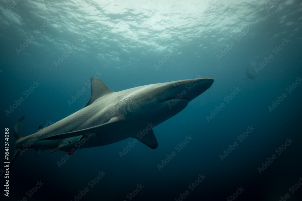 Obraz premium great white shark