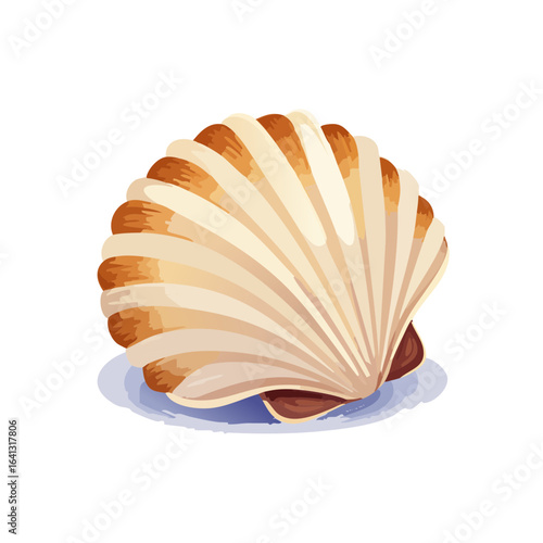 Illustration of a detailed open scallop shell with white and tan hues on a black background.