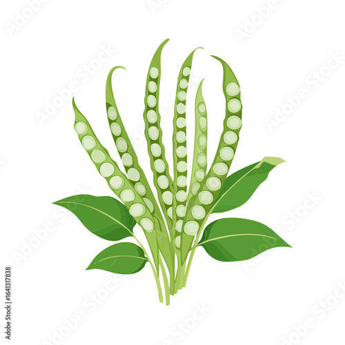 Illustration of several green bean pods, open to reveal the peas inside, with leaves on a black background.