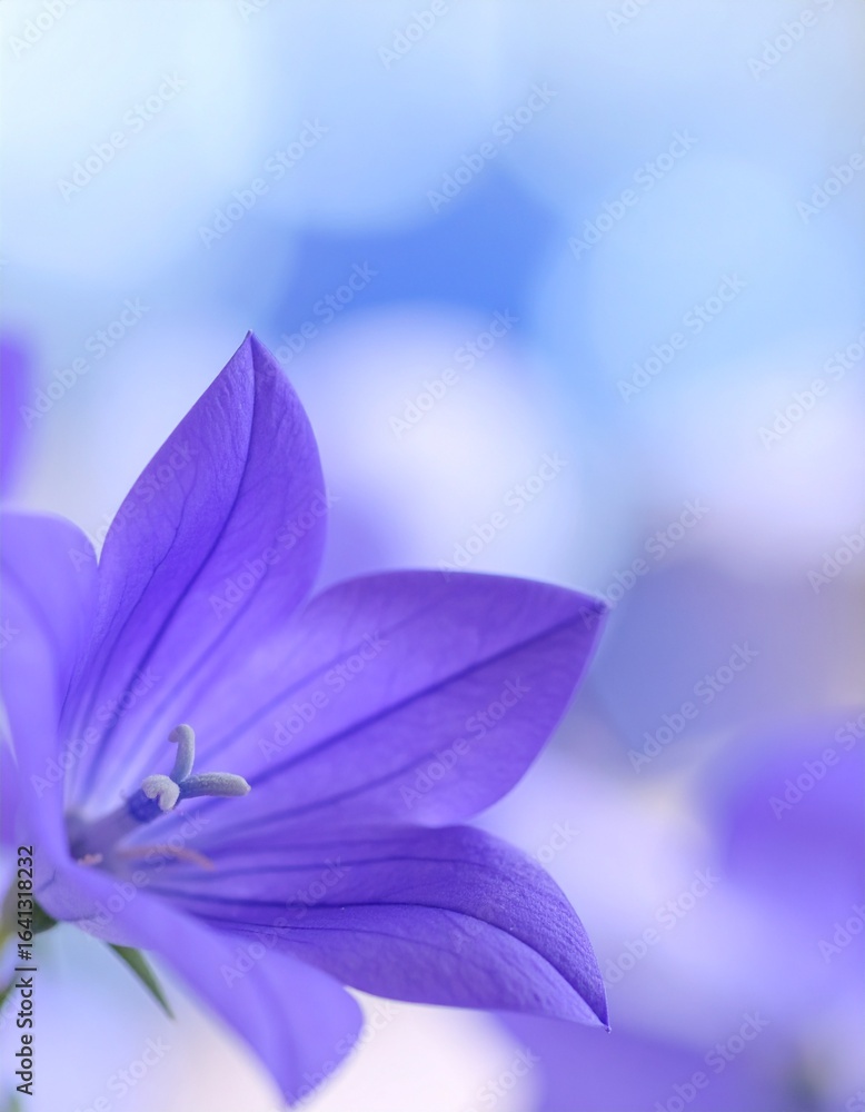 Fototapeta premium Background of bellflower flowers, Japanese name: Kikyou