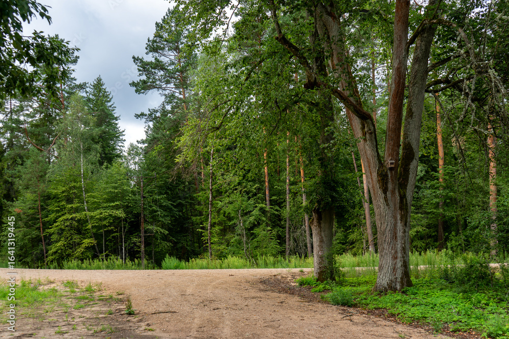 Fototapeta premium Zbiornik wodny na Świnobródce w Puszczy Knyszyńskiej, Podlasie, Polska