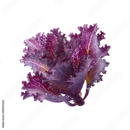 Vibrant Red Kale with Dew Drops - Fresh, Organic Vegetable