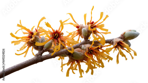 Vibrant Witch Hazel Bloom: A detailed shot captures a cluster of bright yellow witch hazel flowers bursting forth from a delicate branch. A close-up photograph with striking clarity.