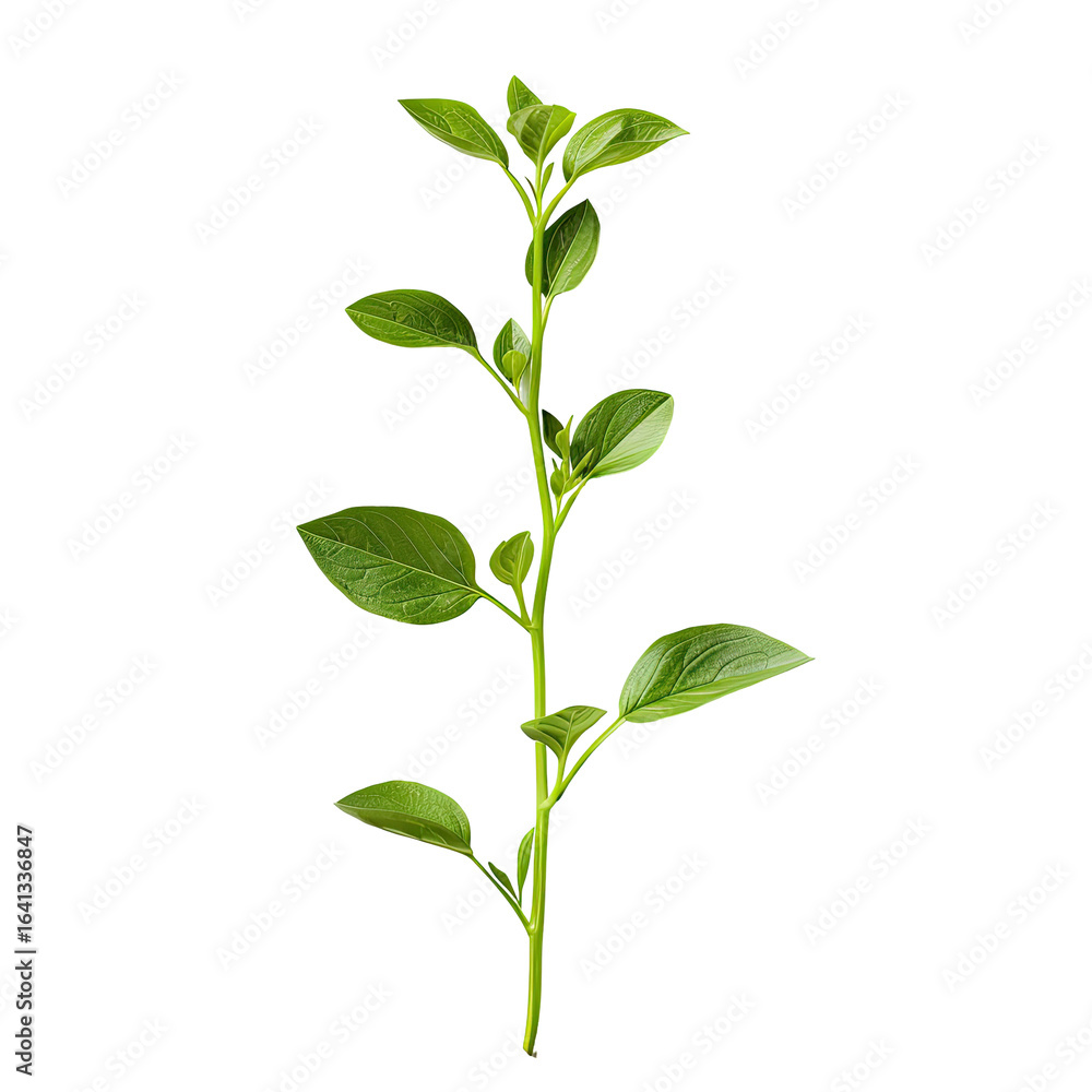 Obraz premium Green plant stem, leaves, growth, studio shot, black background, botanical illustration