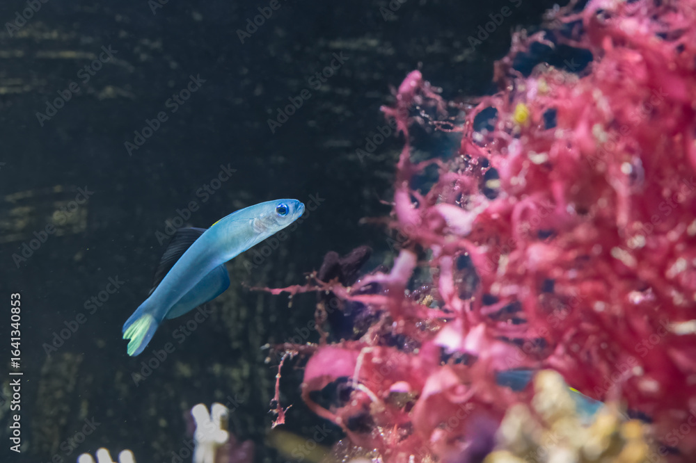 Obraz premium Ptereleotris evides, the Blackfin dartfish or scissortail goby