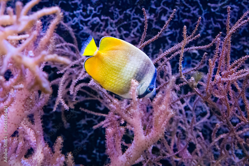 Fototapeta premium The sunburst butterflyfish is an Indo Pacific species of reef habitats.