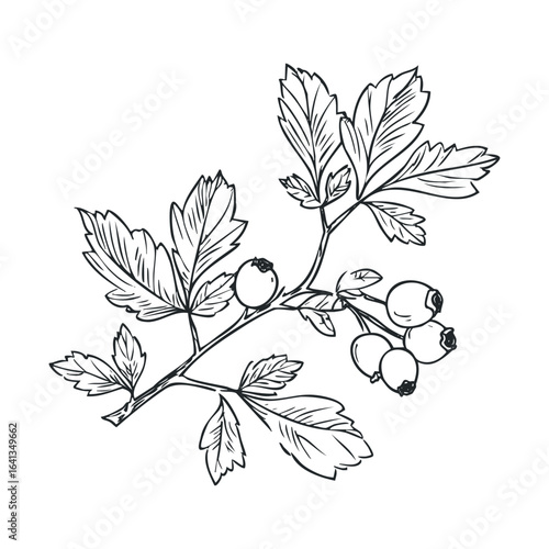 Botanical illustration of hawthorn branches with berries and leaves