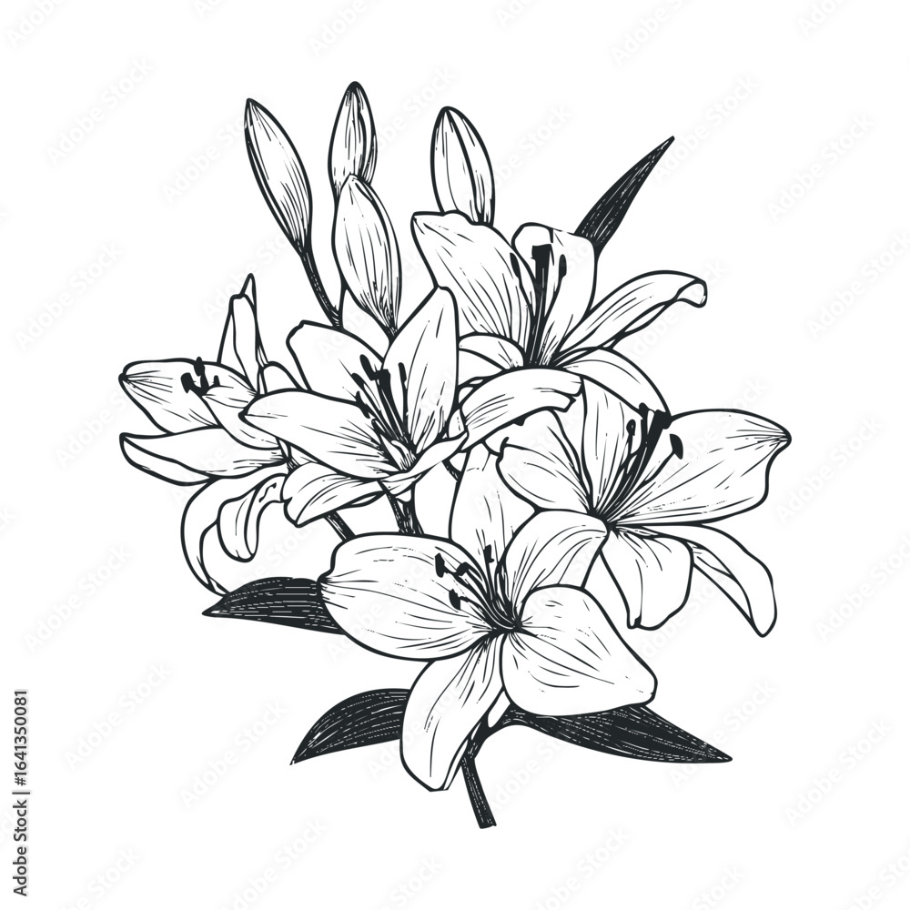 Fototapeta premium Elegant blooming lilies in a detailed floral design for decoration. Vector retro hand drawn illustration