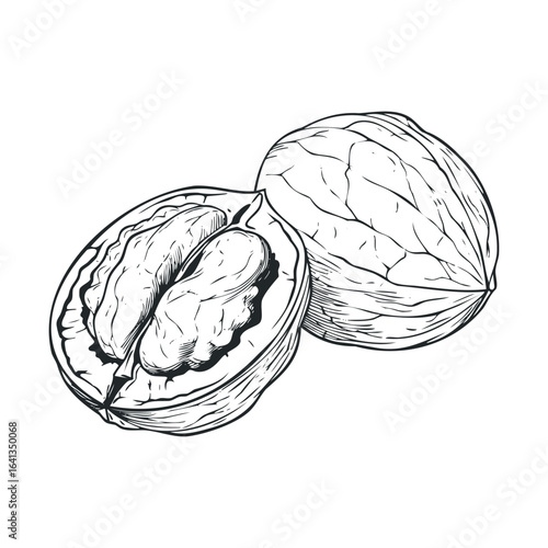 Nut split open showcasing its delicious kernel and hard shell