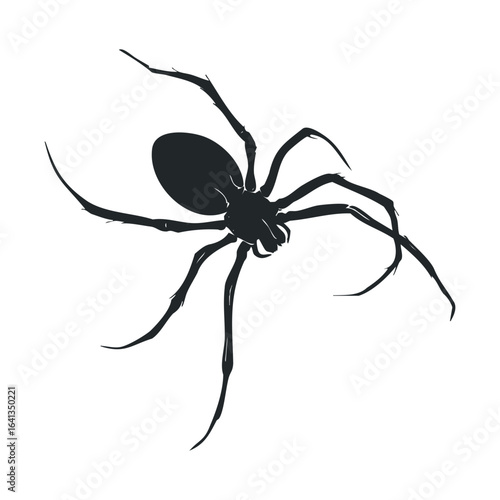 Spider illustration for educational use, nature themed design elements