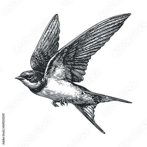 Elegant bird in flight captured for nature enthusiasts and designers. Vector retro hand drawn illustration
