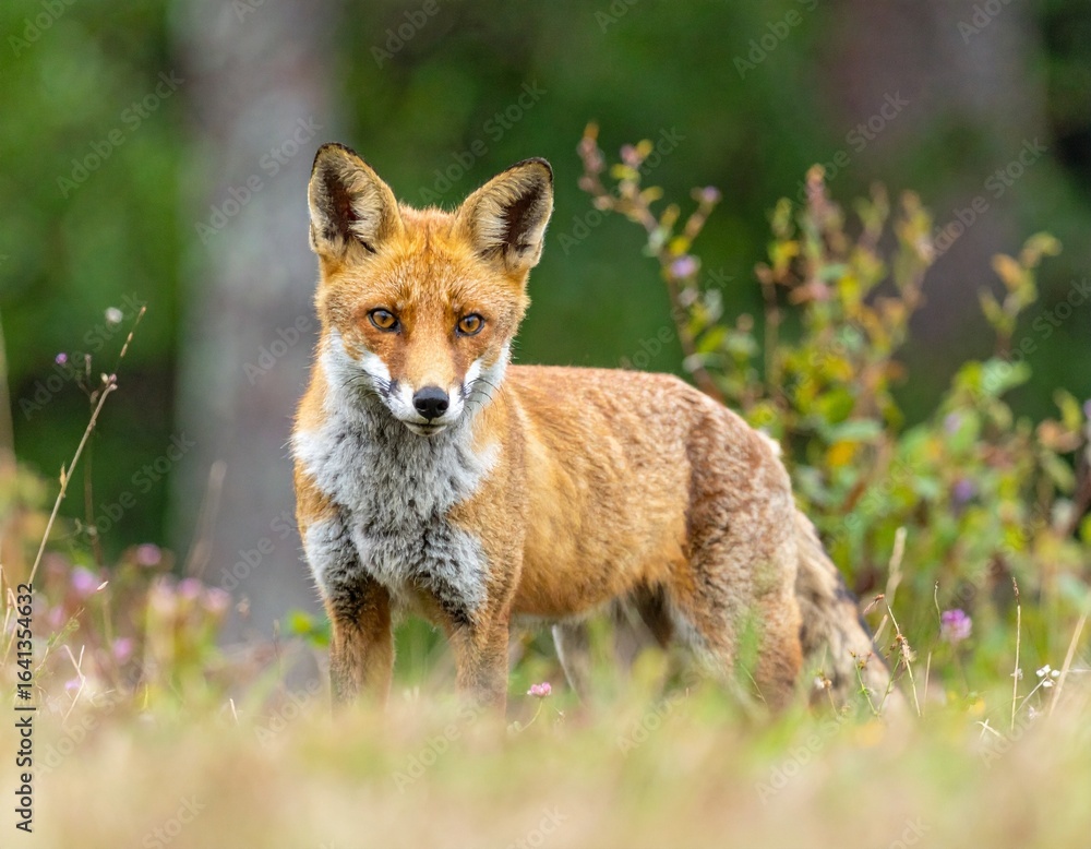 Obraz premium Close-up of a Young Red Fox Standing in a Snowy Forest