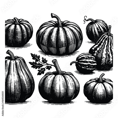 Variety of Pumpkins and Gourds