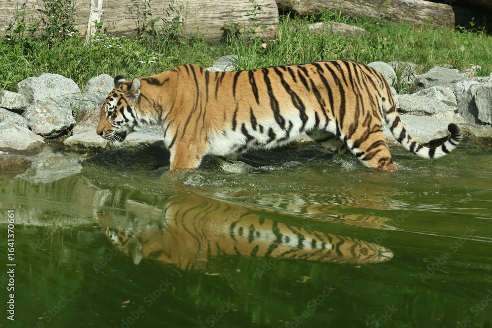 Fototapeta premium tiger