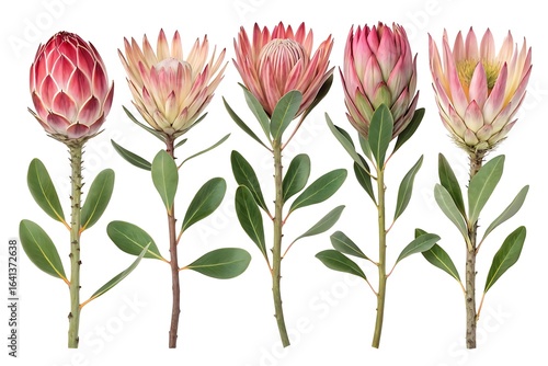 Five beautiful pink and red protea flowers with green leaves arranged in a row against a white background