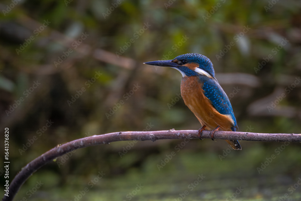 Obraz premium Close-up of an adult Common Kingfisher perched on a thin branch above the water toward the camera lens, with green bushes in the background on a cloudy summer day.