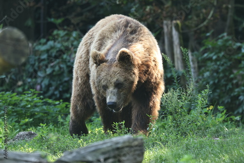 braunbär