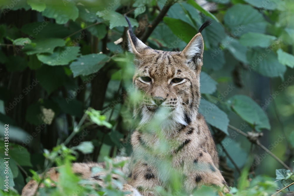 Fototapeta premium luchs