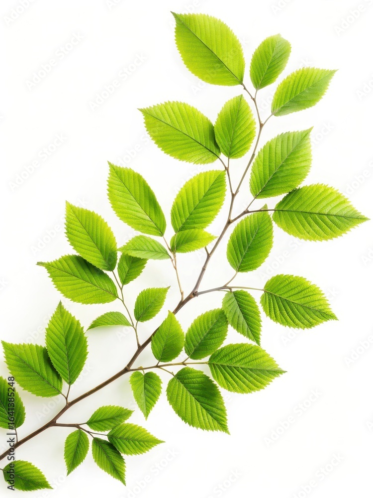 Fototapeta premium branch with green leaves on white background