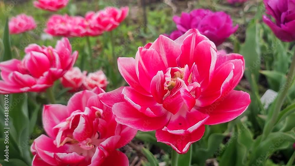Tulip. Beautiful blooming tulip flower. Blooming tulip flower with pink petal in inflorescence on sunny spring morning. Blooming of blossoming red tulip flower growing in ground. Natural background Tulip. Beautiful blooming tulip flower. Blooming tulip flower with pink petal in inflorescence on sunny spring morning. Blooming of blossoming red tulip flower growing in ground. Natural background