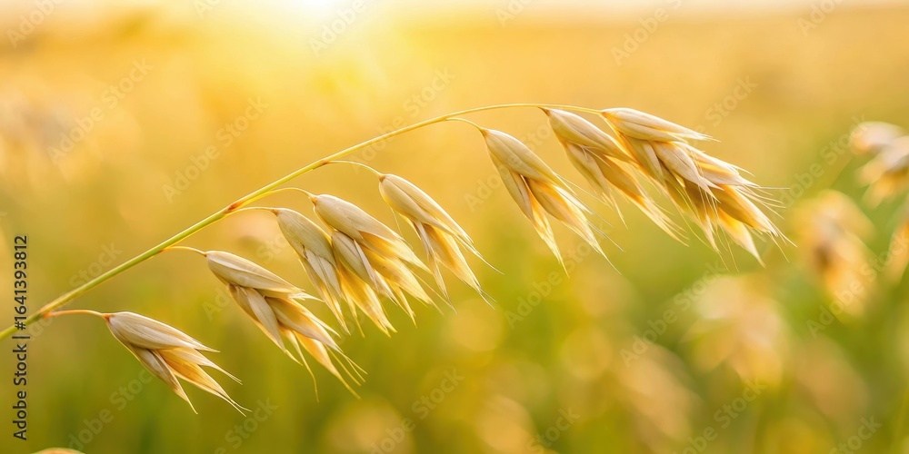 Fototapeta premium A delicate wild oat grain in focus, with soft blurring of surrounding environment, grassland, close-up, grassland