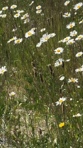 Wild Oxeye Daisies Blooming in Summer Meadow