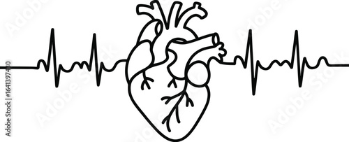 Anatomical heart with a continuous electrocardiogram line