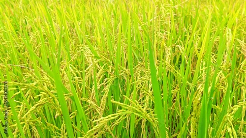 Wallpaper Mural Close-up rice swaying in the rice field Torontodigital.ca