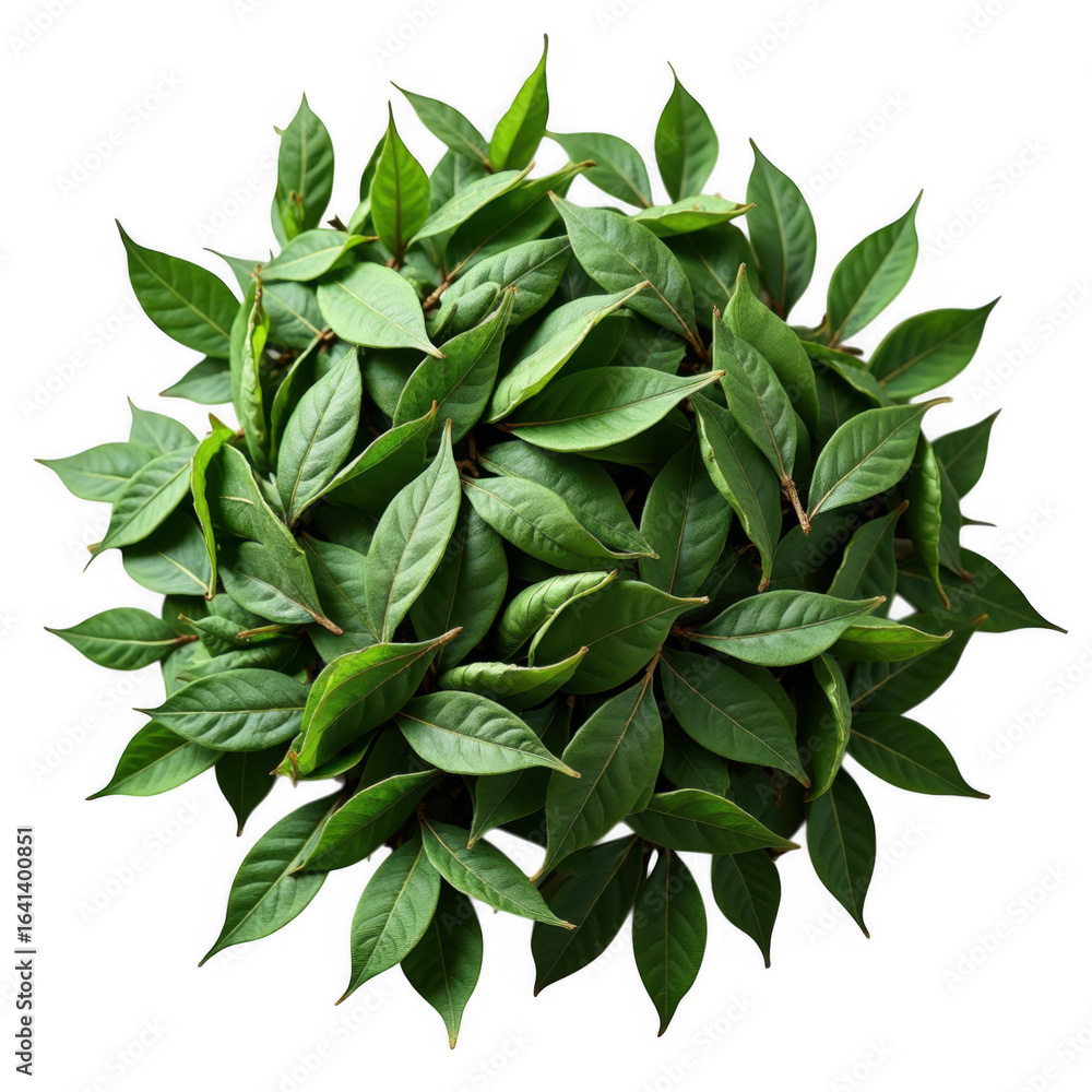 Fototapeta premium Lush green leaves arranged beautifully against a deep transparent background botanical artwork