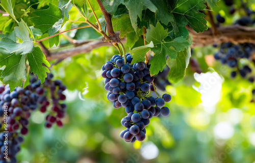 Wallpaper Mural A close-up of grapes hanging from the branch in an orchard Torontodigital.ca