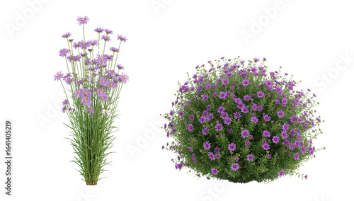 Blooming beauty two purple aster wildflower bushes isolated on transparent background, natural