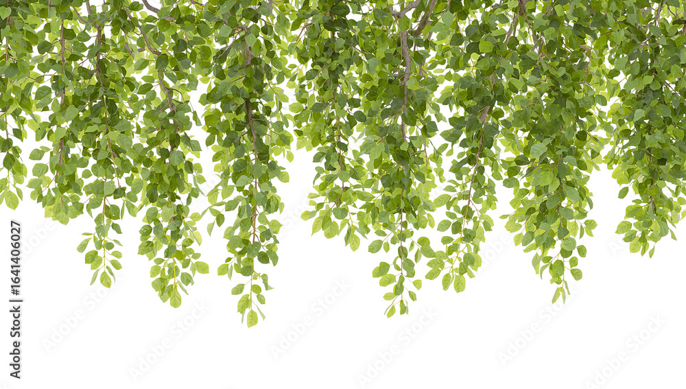 Obraz premium Lush foliage with delicate green leaves cascade over a pristine isolated surface, perfect for