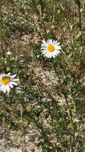 Close-Up of Wild Oxeye Daisies in Sunny Meadow