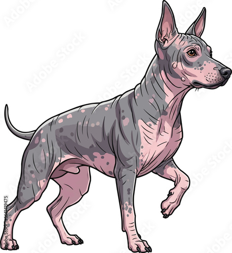 American Hairless Terrier dog curious pointing stance illustration